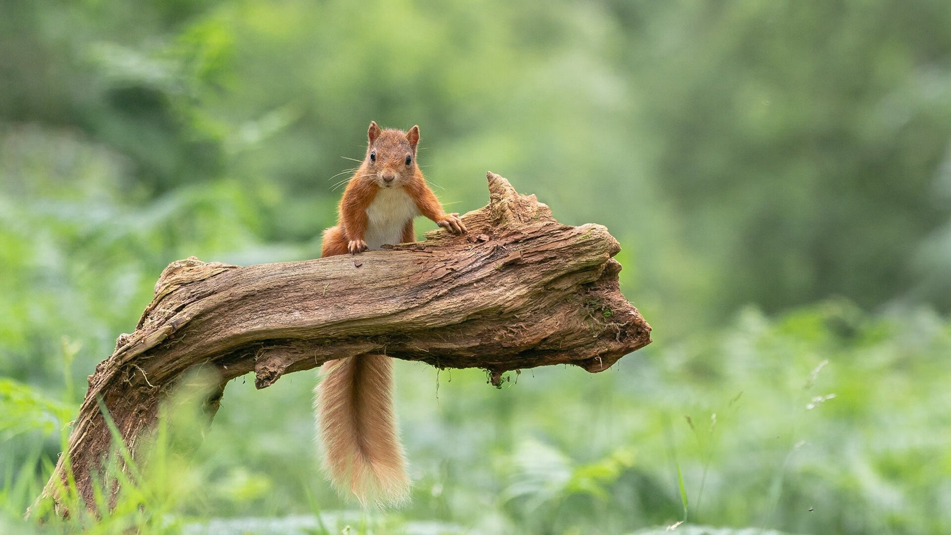 _从草根到职业:普通人也能实现网球梦想_,网球一个人怎么练
