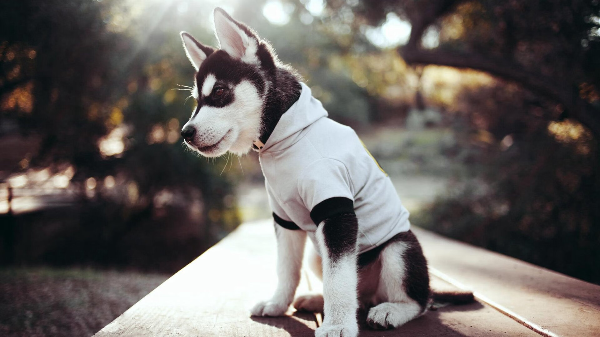 _湖人队士气高昂,向季后赛目标迈进_,湖人队v