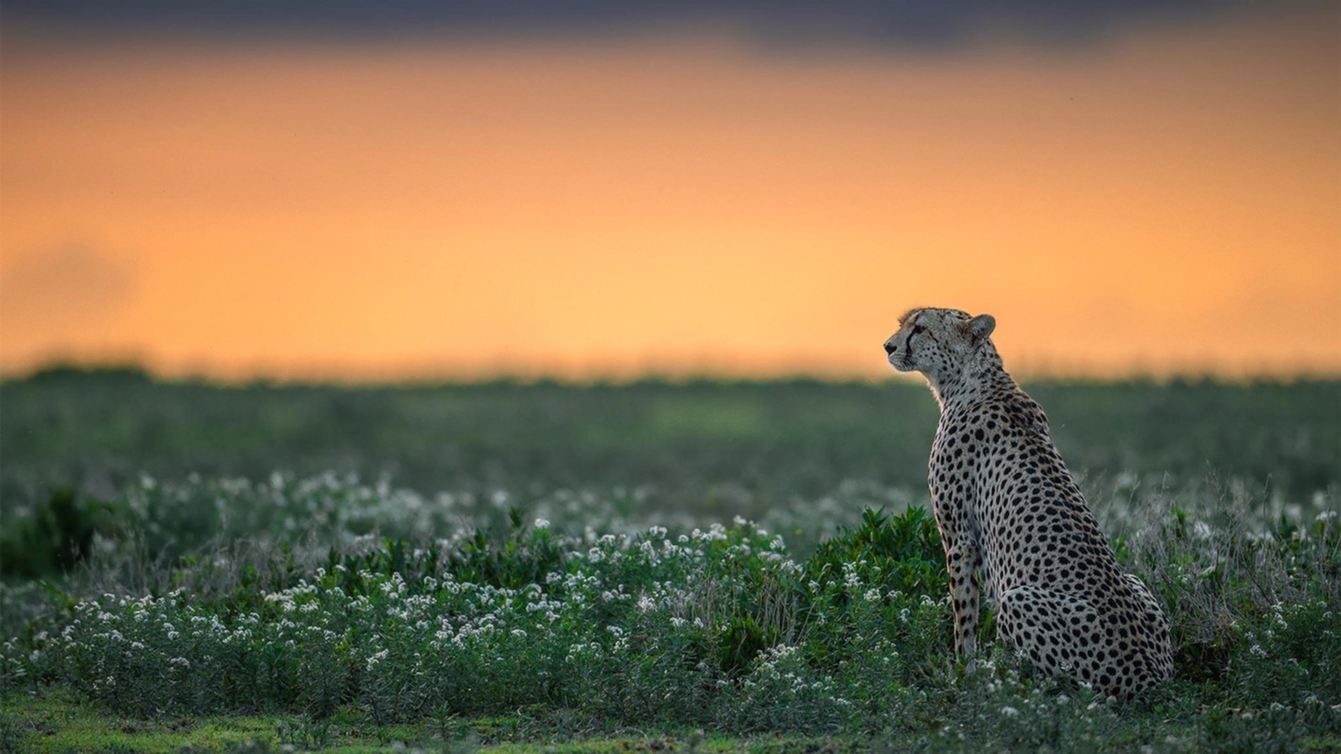【训练复盘】奥沙利文：龙蛇变化中的攻守结合技巧，奥沙利文动作