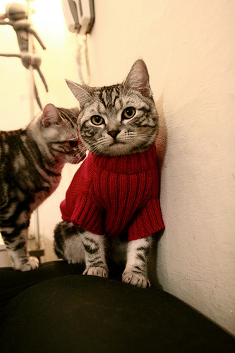 争夺白热化:车手积分榜最新战况