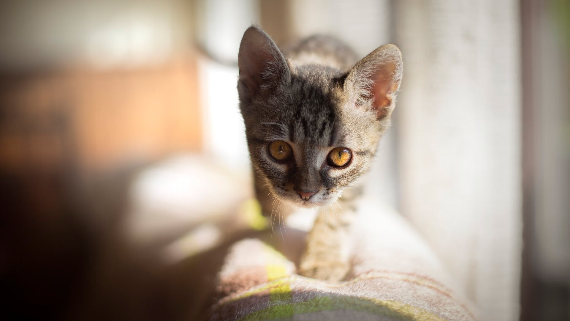 乐鱼官网-老将再战，台球传奇索菲亚挑战新纪录，索菲亚球体有多强