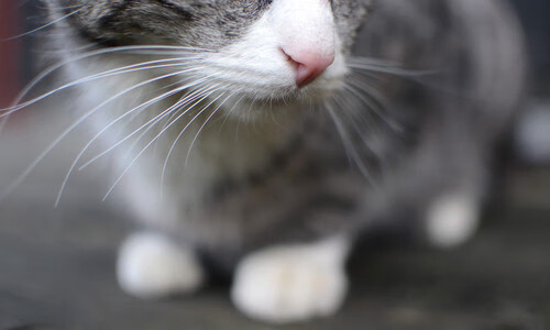 山东泰山主场气氛热烈,2021山东泰山主场在哪