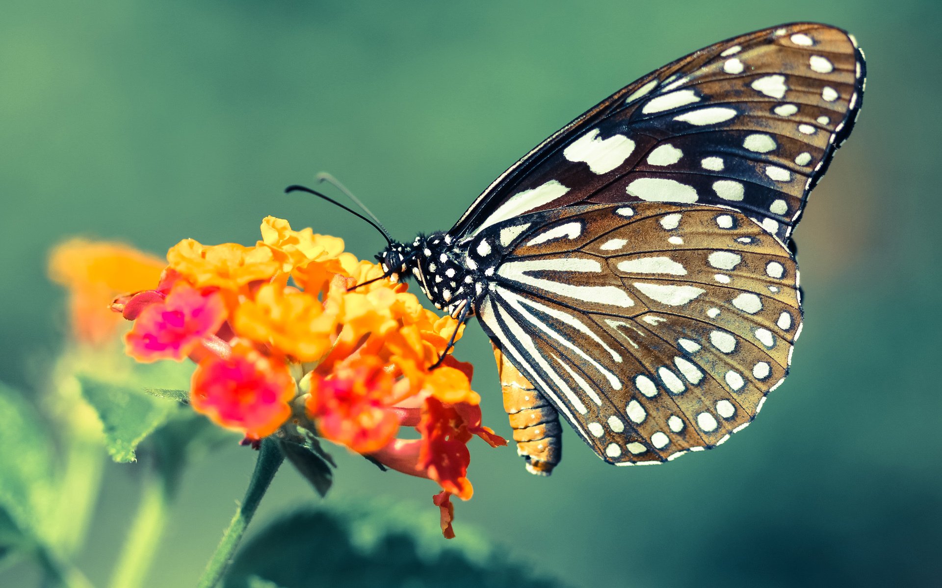 广州龙狮球队士气高昂,广州龙狮队老板是哪里人