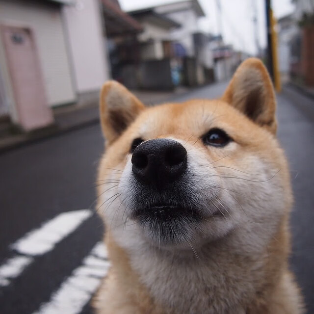 广州龙狮球队战术执行日趋完善，中国广州龙狮队