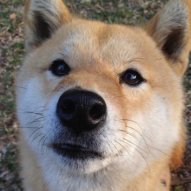 乐鱼官网-昂热主场逼平，保住联赛不败纪录，昂热vs马赛比分预测