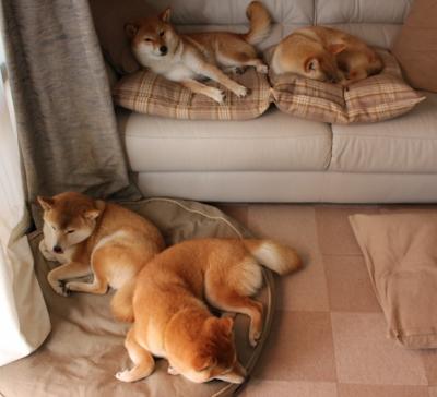 葡萄牙体育锋线射手状态火热,葡萄牙体育竞技