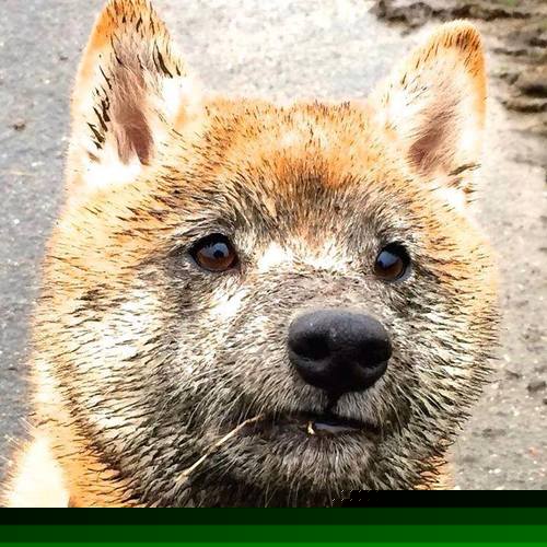 乐鱼电竞在线平台登录入口-东亚杯中国足球迎战 球员拼搏赢得赞誉，东亚杯国足成绩