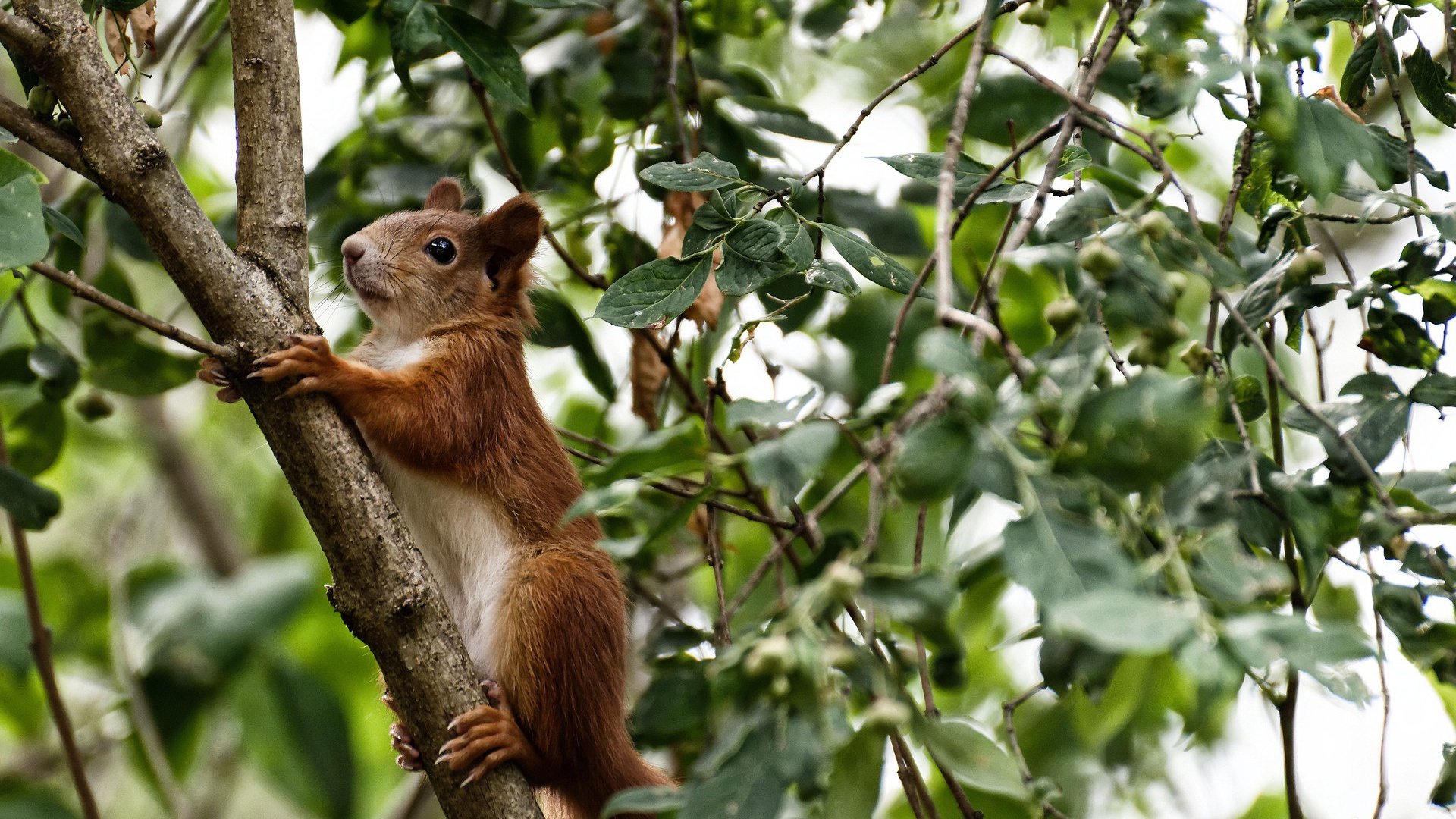 中超球队调整战术适应密集赛程,中超球队调整战术适应密集赛程是什么