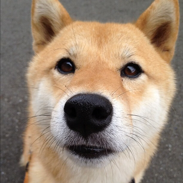 球员冲刺次数是否与比赛关键期表现成正比,球员冲刺速度