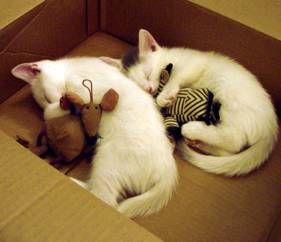 职业球员跑动指标缺乏动态监控,职业球员跑动指标缺乏动态监控怎么办