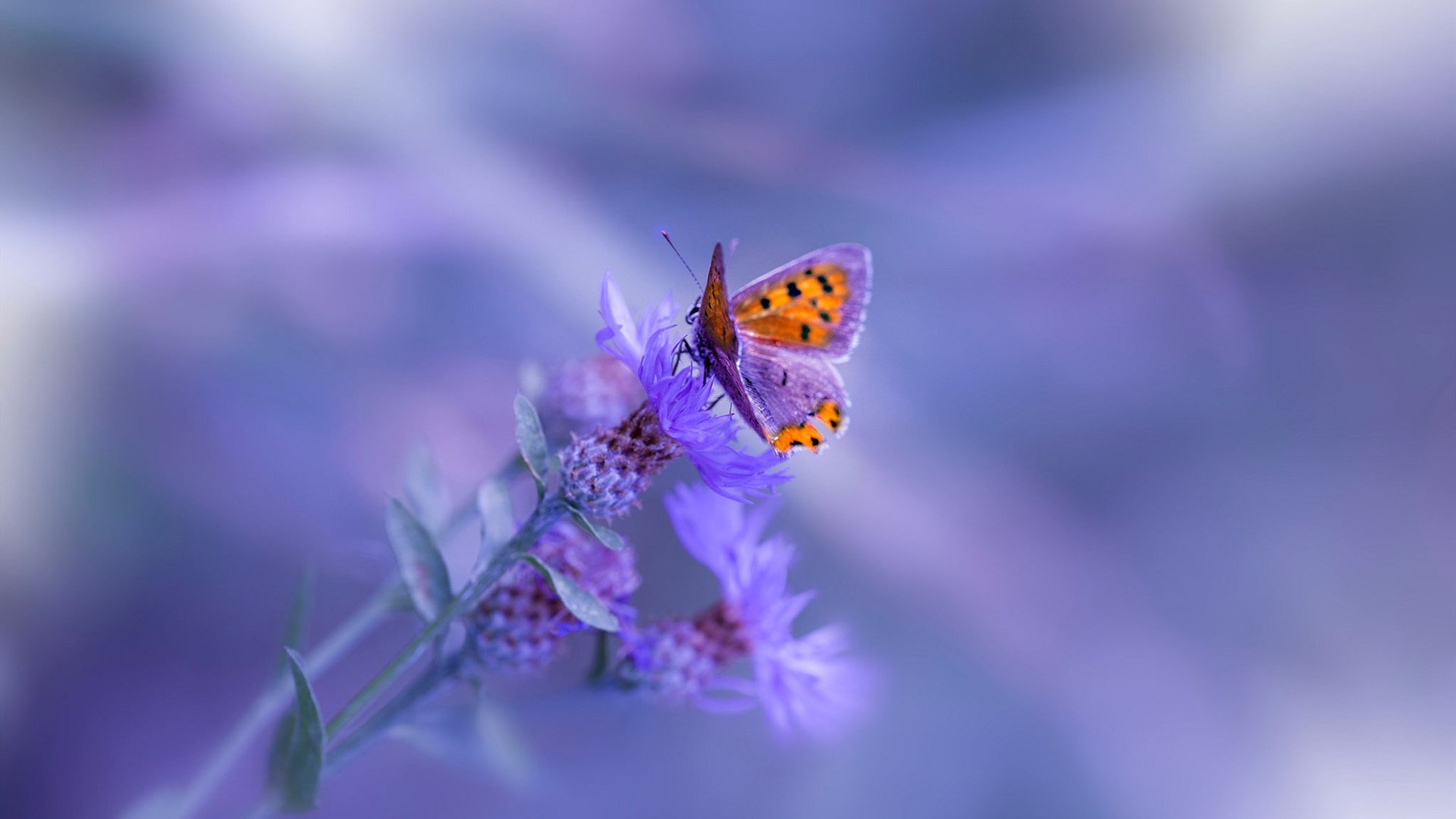 全球青少年足球巡展持续推进，点燃青少年运动热情，2021青少年足球比赛