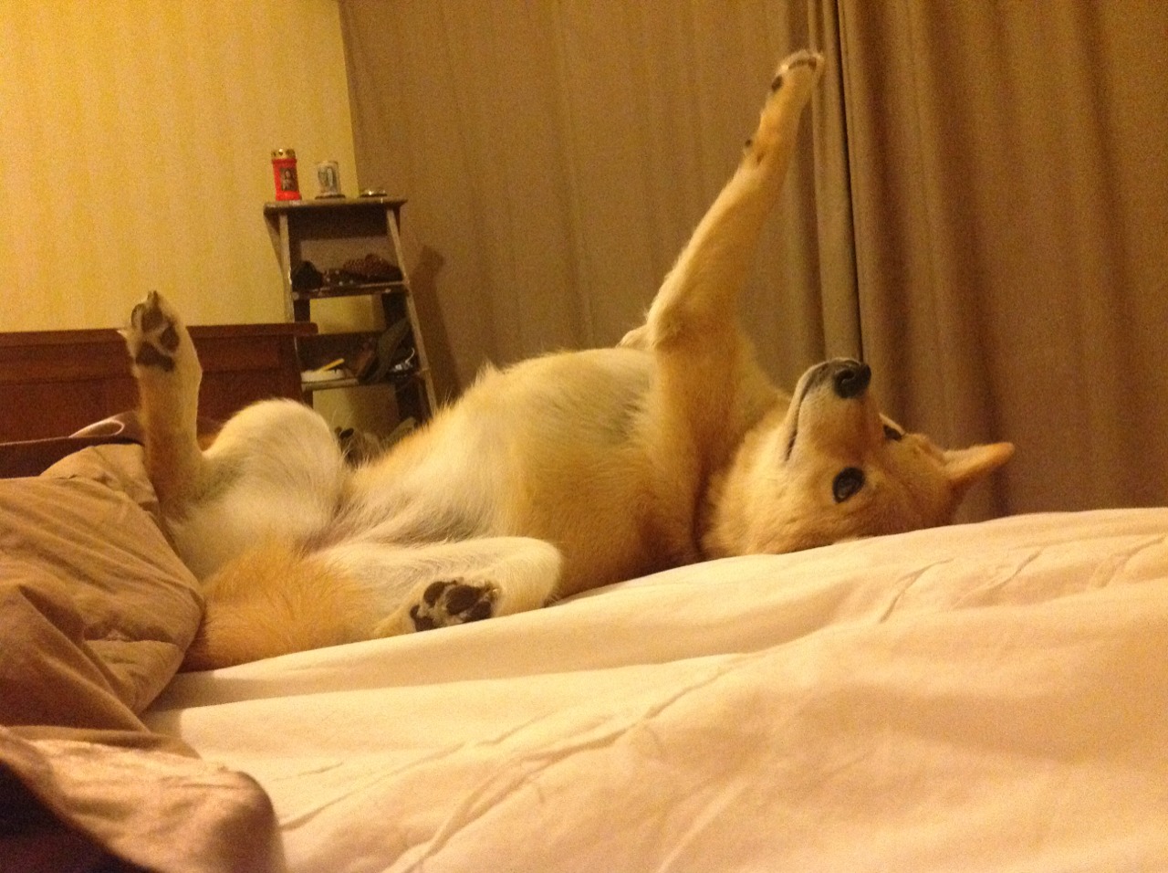 哈伦决赛表现获教练高度评价,哈伦集团