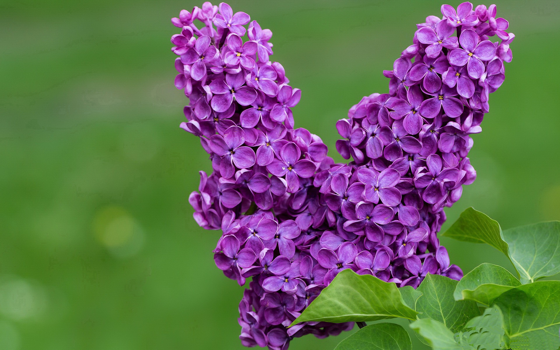 图穆亚突破防线,成为袋鼠队的关键攻击点