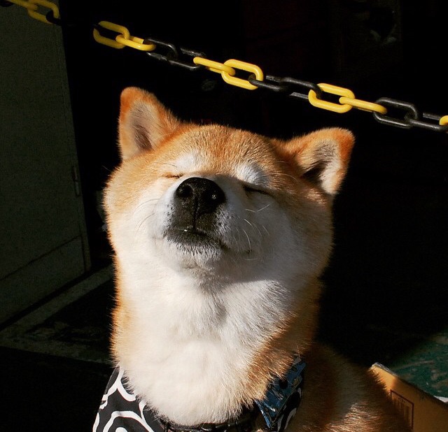 Leyu Sports (乐鱼体育)-戴维·帕特森为袋鼠队注入战术活力，成功打破对方防线，佩特·戴维森