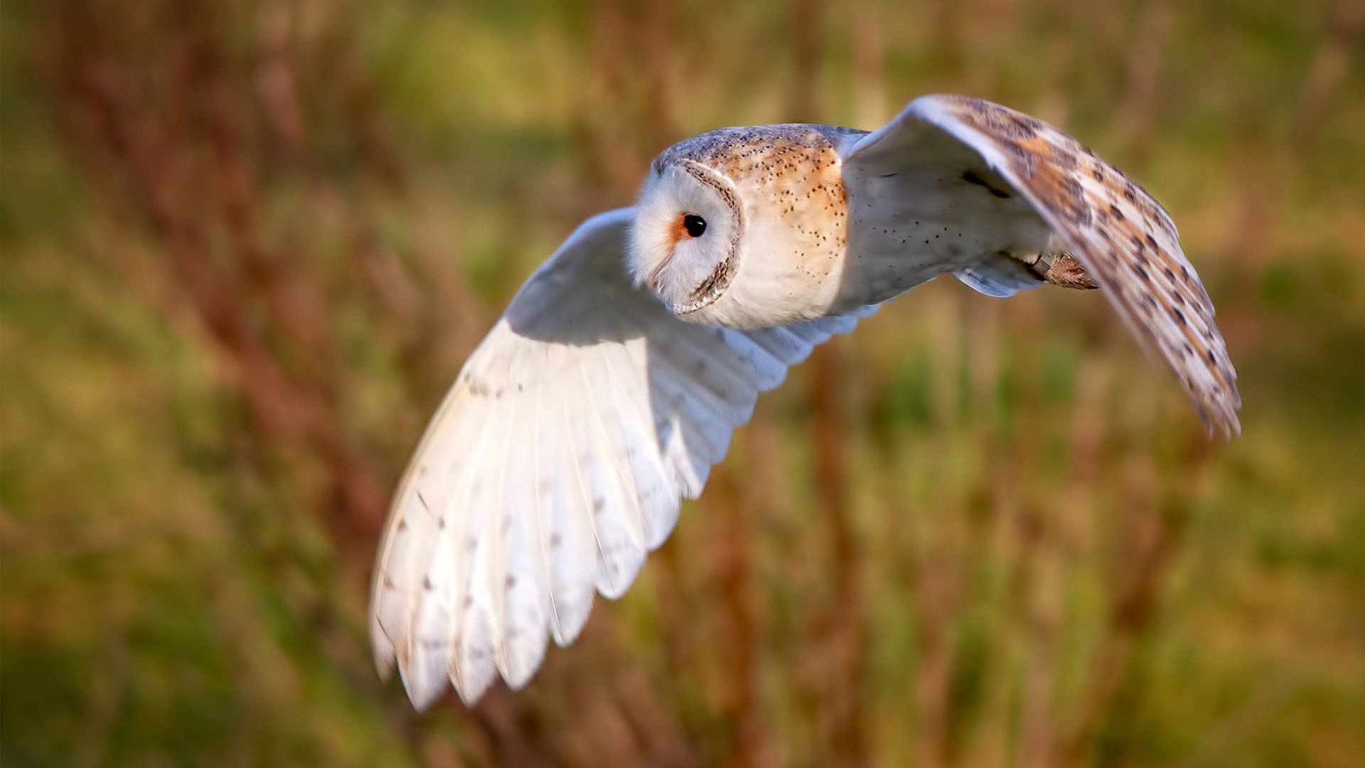 网球青少年培训项目启动仪式,网球青少年培训项目启动仪式视频