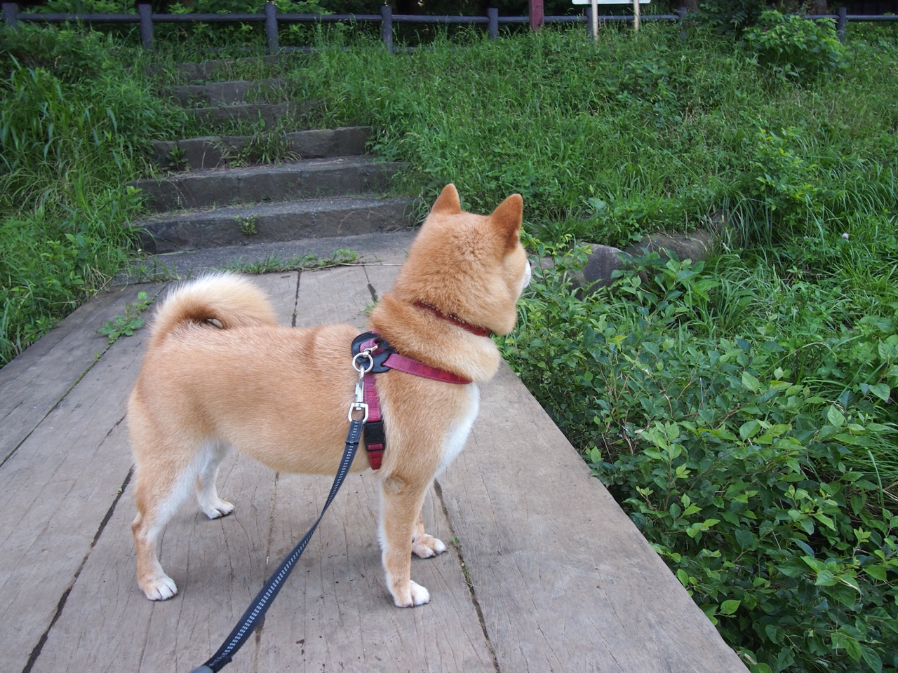 美洲杯明星演绎：拼搏、突破、荣耀！，美洲杯有哪些明星