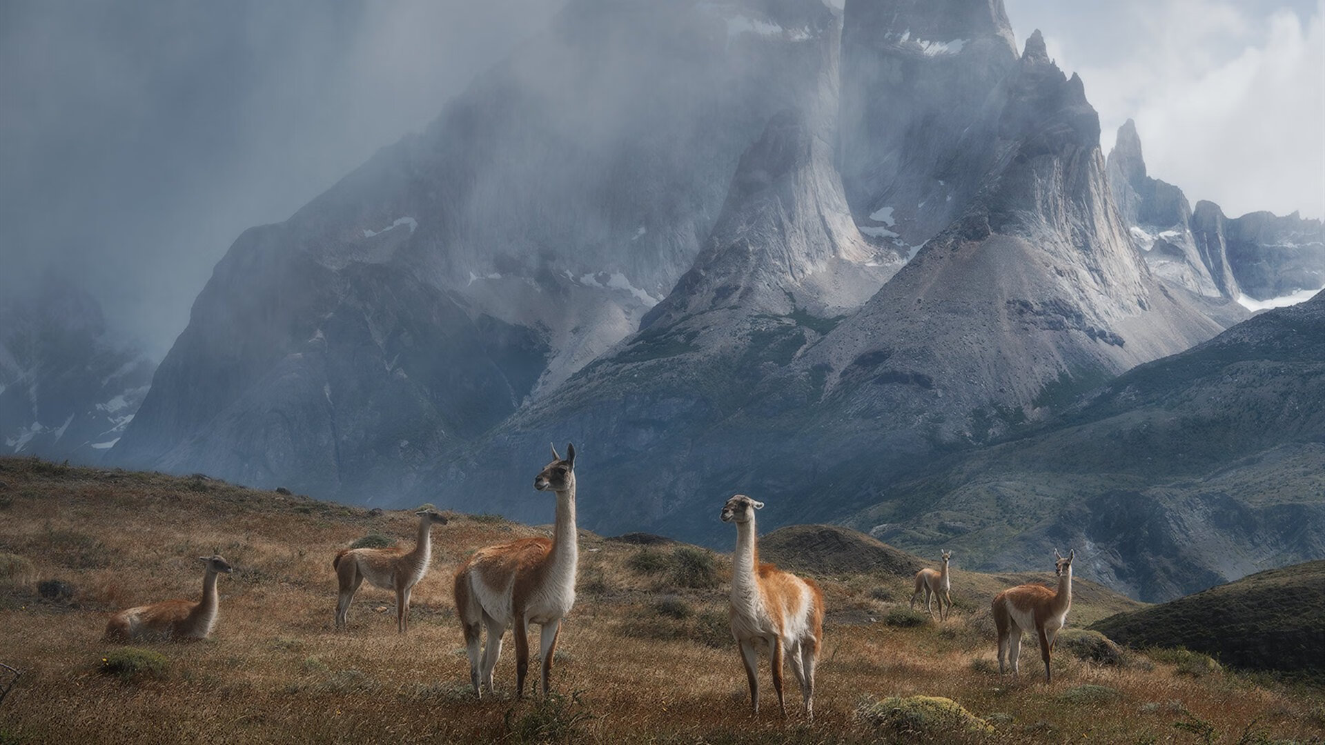 美洲杯激烈角逐:明星闪耀,精彩纷呈!,美洲杯人气