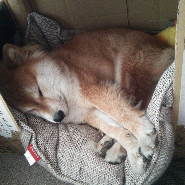 LeyuSports-羽毛球赛事直播平台功能持续优化，羽毛球赛事直播app哪个好