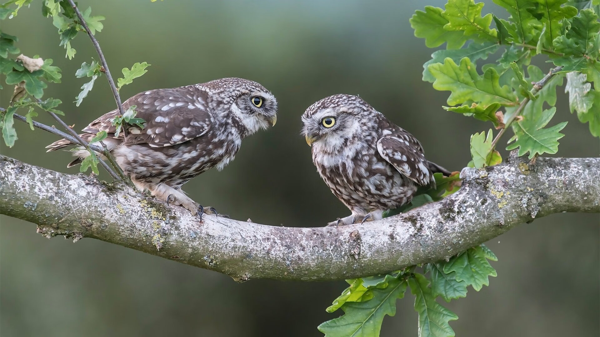 乐鱼官方登录入口-苏格兰橄榄球青训项目吸引大批年轻才俊加入，苏格兰橄榄球队